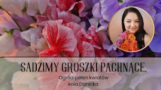 Sadzę groszki pachnące do gruntu i do donic. Kiedy i jak sadzić groszki pachnące.