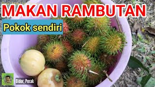 MAKAN RAMBUTAN POKOK SENDIRI