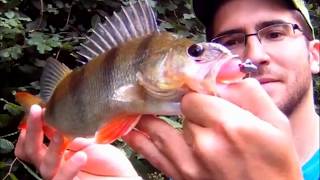 Carnassiers en ruisseaux d'Indre et Loire