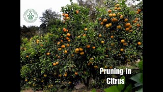 Citrus के पौधों में पृनिंग|Water requirement| Dr YS Parmar University of Horticulture & Forestry