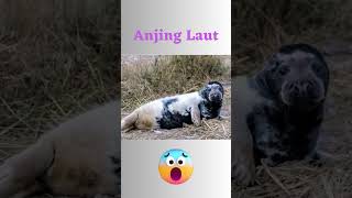 Anjing laut gendut