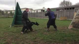 Doberman David Von Hunnoterra bitework protection training compilation