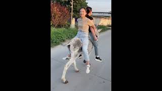 Two girls happily riding a donkey. #donkey #donkeyriding #sheep #goatriding #Buffaloriding