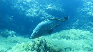 Eagle rays and more - Naturschutzgebiet Pianosa bei ELBA - iTALIEN