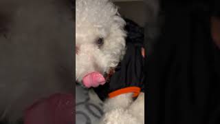 Happy Halloween #halloween #halloween2024 #pets #dog #doglover #ytshorts #shortvideo #shortsvideo