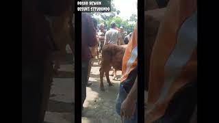 SAPI SUPER (PASAR HEWAN BESUKI SITUBONDO)