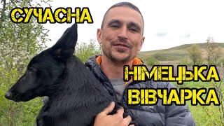 Сучасна німецька вівчарка. Хто вона?)