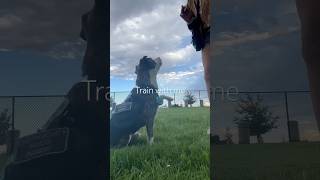 #servicedog #newyoutuber #explorepage #trending #subscribe #dogtraining #dog #servicedoggear #viral