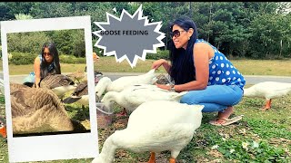 FEEDING CANADA GOOSE AND WHITE GEESE  - A  CEBUANA FILIPINA LIFE IN THE UK.#MHEL’Z VLOG UK