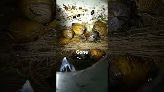 Snails, clams, blackfly larvas, and a water flea in aquaponics #shorts