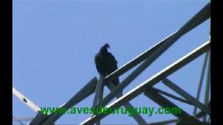 Cathartes aura ruficollis - Cuervos cabeza roja