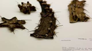 Spotlight Series: The Herbarium with Jim Solomon