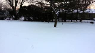 Pupster in the snow