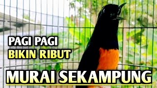 MURAI BATU GACOR AMPUH BUAT PANCINGAN MURAI BATU AGAR BUNYI CEPAT BIKIN MURAI BONGKAR MATERI