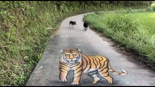 amazing 3d art painting on the road | 3d art painting on wall |3d art painting canvas ▶76 #3dartzone