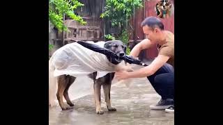 A kind dog who loves to help people