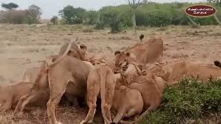 A Lion's Feast: Sampu Enkare Breakaway Pride Enjoy Meals in Ol Kinyei Conservancy, Maasai Mara