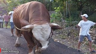 SAPI RAKSASA MILIK PAK LURAH