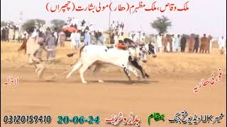 Traditional bull racing competition in Pakistan 2024 #traditionalsports #bullrace2024 #wakeelgujjar