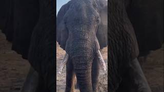 Intimate Encounter as this male African elephant quietly approaches the safari vehicle