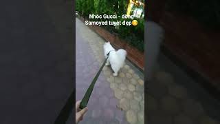 Nhóc Gucci - dòng Samoyed tuyệt đẹp #gucci #samoyed