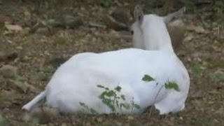 White Deer with Leukemia disease