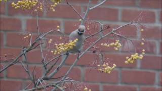 Waxwing, Roade, Feeding in Slow Motion  31/1/16