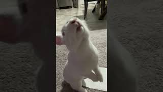 Bunny so cute in a slow motion video