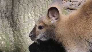 Young Western Grey Kangaroo Joey eating a leaf.