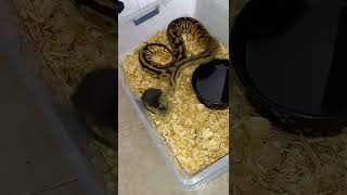 Live Feeding Ball Python strikes rat Lightning Fast