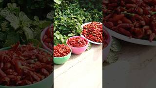 Red Chillies Harvest from Roof top #vegetables #garden #farming