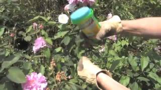 How to Get Rid of Bindweed | Videos | Roundup Weedkiller