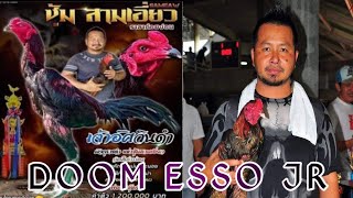 Mr. Manop panen anakan "Doom Esso" siap di realis.