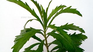 English Name Horseweed Luganda Name Kafumbe Bamuyimbudde Kafumbe Omusajja Muteke mu Kyogero