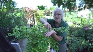 How To Get Rid Of Whiteflies From Your Garden | Organic Pest Control