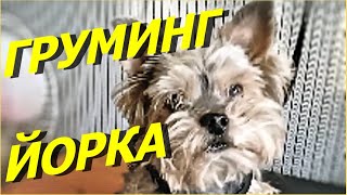 Груминг йорка! Я его лепила из того, что было 🥰