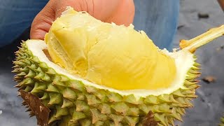 segar luar dalam, durian lokal fresh langsung eksekusi di kebun