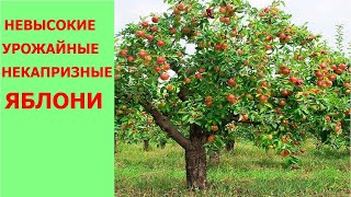 Малорослый сад яблони на семенном подвое. Как получить компактные неприхотливые деревья.