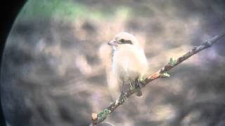 Steppe Grey Shrike, Burnham Norton, Norfolk