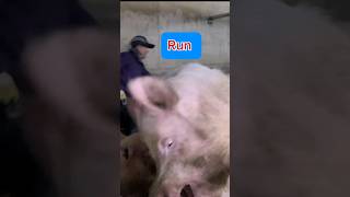 Run run bro 😱🤣 🇰🇷 #viral#pig#video#pigsisbeautiful#shortvideo#piglet#subscribe#shots#shorts 146AM