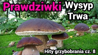 Prawdziwki - Wysyp trawa w najlepsze, a ludzi brak