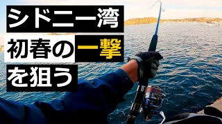 仕事前に狙う初春のシドニー湾ヒラマサ狙いのはずがアノ魚が釣れる