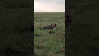 Leon rugiendo 📢 (Lorkulup, Black Rock Boys 🎸🖤). #lion #leon #nature #shorts #short #viralvideo