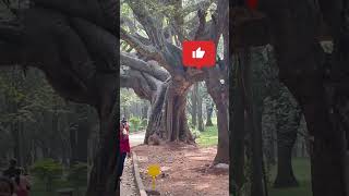 cubbon park bangalore | cubbon park | Weekend in Bangalore #weekend #cubbonpark #bangalore #park