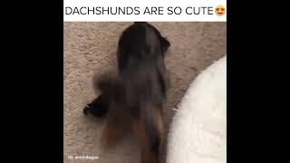 Cute Dachshunds