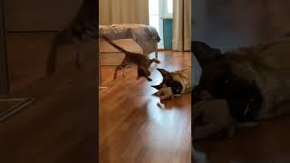 Кот и пëс поиграли 😺🐶👍#shorts #приколы #dog #cat #funny