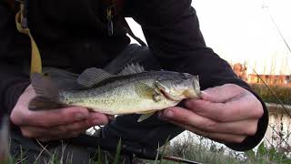 Slaying Little Winter Bass on StrikeKing Z Too Fluke