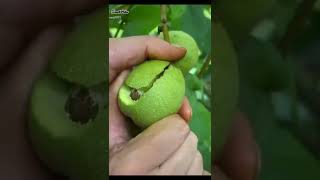 Oddly fruit ninja fruit cutting#shorts moromjan Rathin #shorts