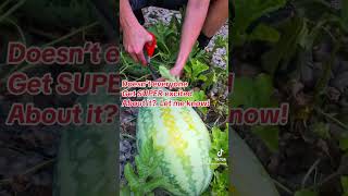 What we like about summer 🍉 #shorts #watermelon#watermelonsugar #gardening #garden #gardentok #fyp