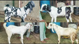 Budget Price Waale Quality Beautiful Kota Male Kids Available At #PathanFarmHouse...😇